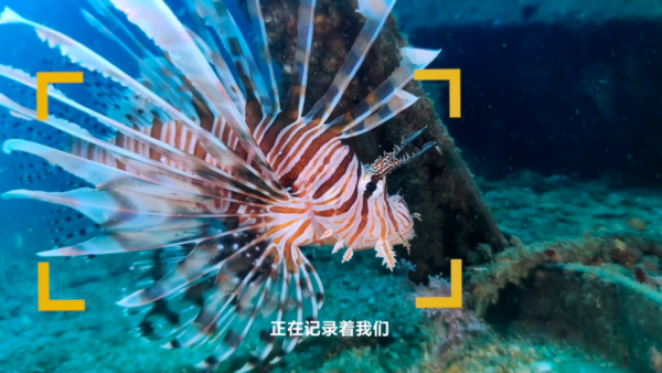 公益能量溢出屏幕,小米在世界海洋日探秘「海底之光」