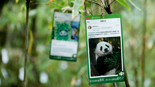 名创优品×中国绿化基金会:种植竹林保卫大熊猫绿色家园