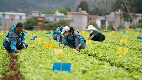 盒马启动“高山鲜”公益行动,商业与公益的可持续路径